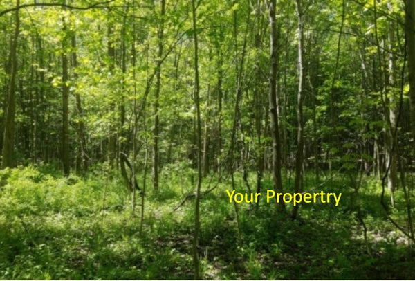 Chance of Great Investment! 1.06 Acre Prime American Land